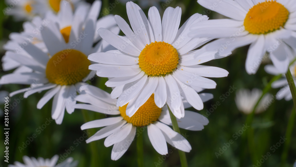 Fototapeta premium Chamomiles in the summer field close-up