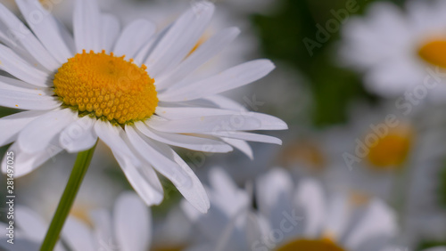 Chamomiles in the summer field close-up