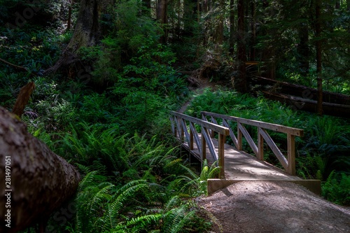 wooden bridge in the forest © Terry