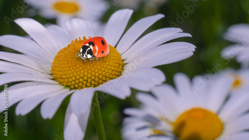 Ladybug on a camomile close-up in a summer field.