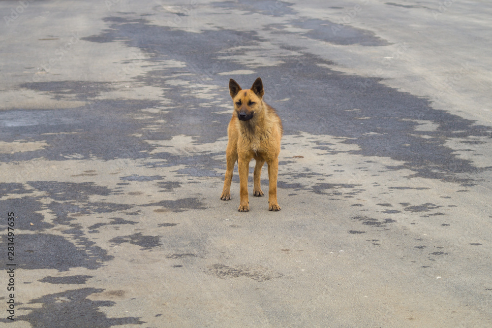 Homeless brown dog on the road. mixed breed dog Homeless brown dog on the road. mixed breed dog