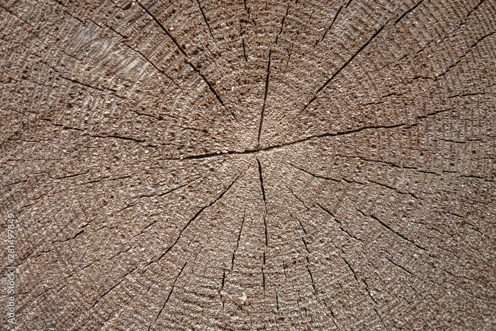 Fototapeta premium abstract background of cross section of a tree with annual rings close up