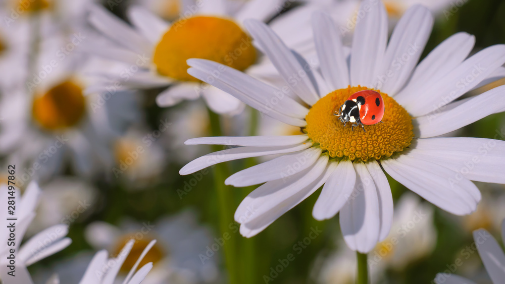 Fototapeta premium Ladybug on a camomile close-up in a summer field.