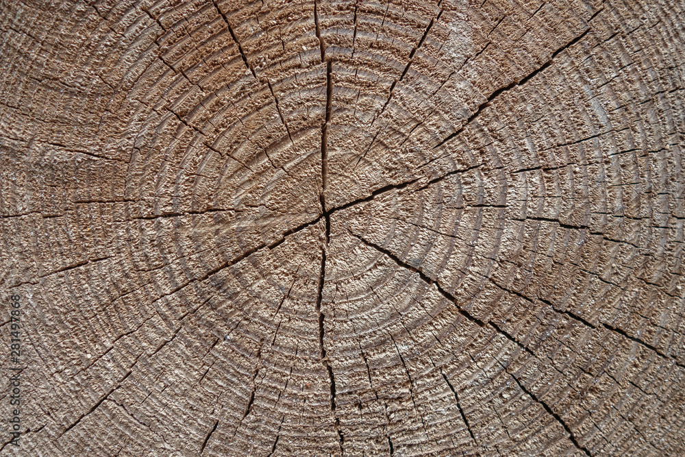 Fototapeta premium abstract background of cross section of a tree with annual rings close up
