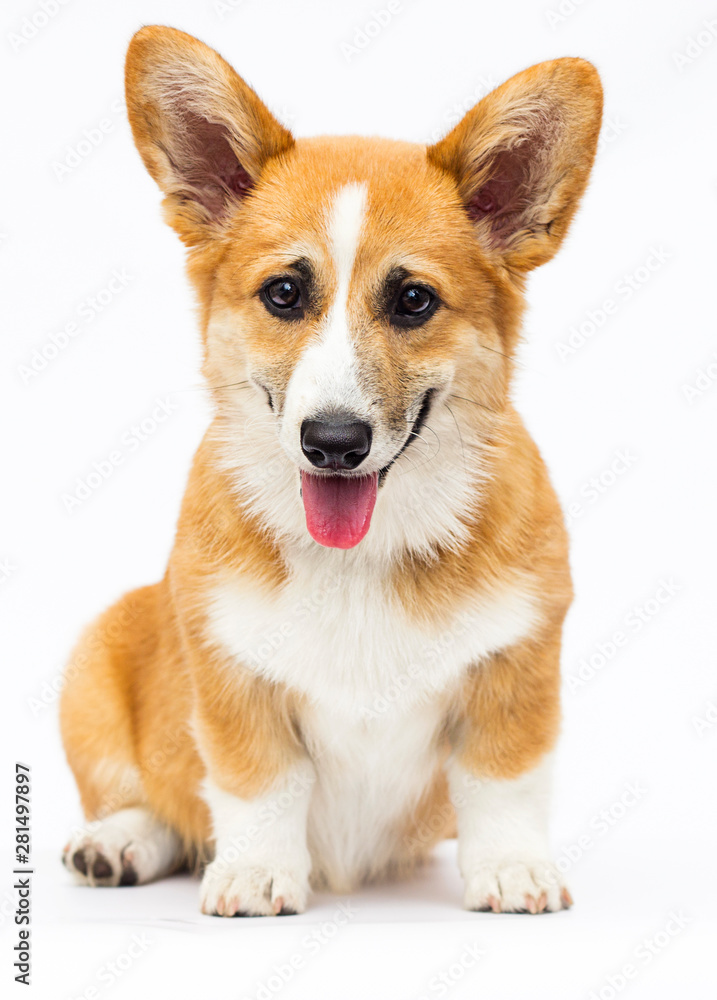 red welsh corgi puppy sitting in full growth on a white background