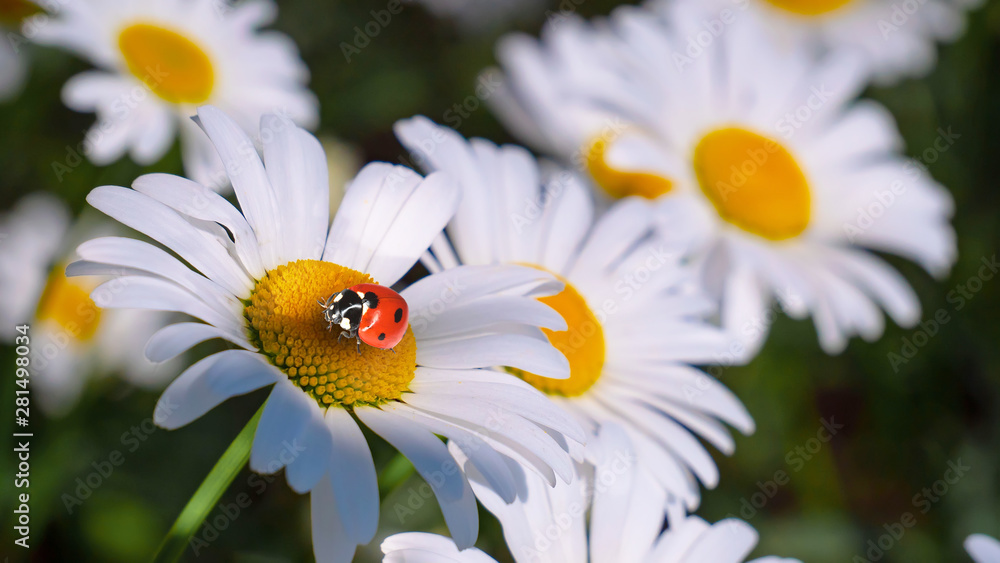 Fototapeta premium Ladybug on a camomile close-up in a summer field.