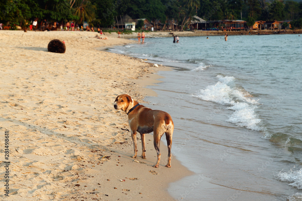 Brown-white dog is walking on a sandy beach near to sea at sunset.