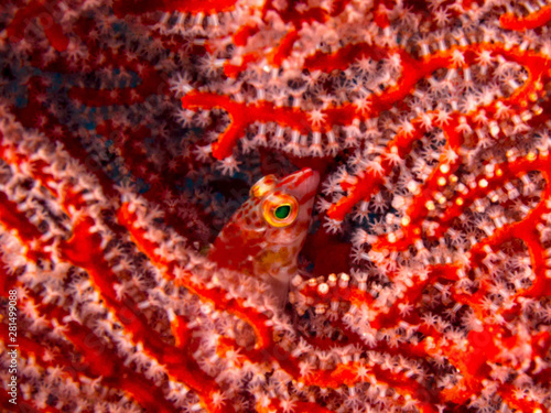 Nunukan Island Borneo and the Underwater World photo