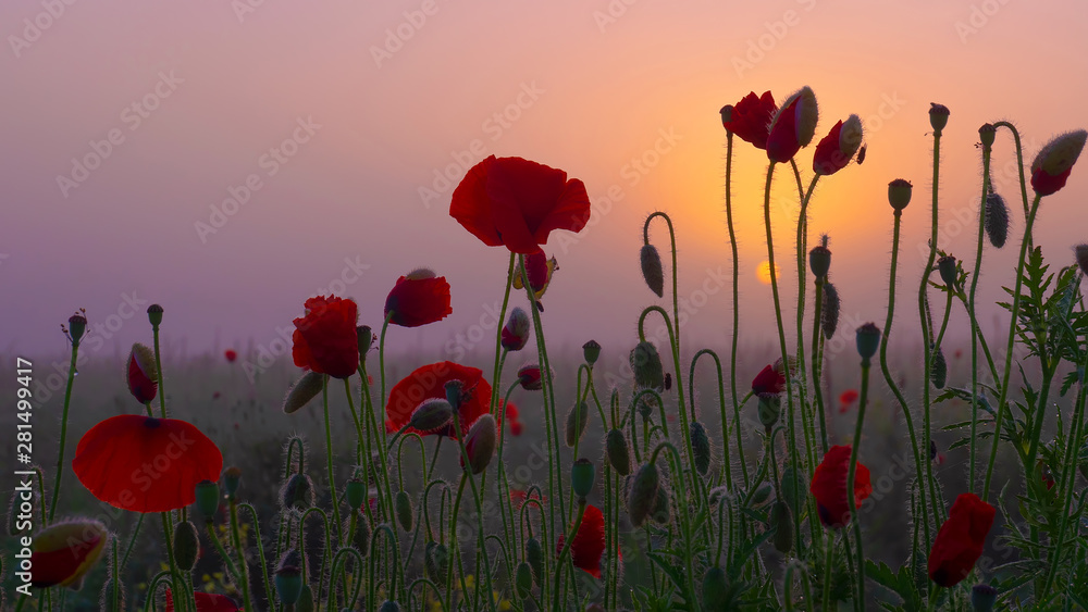 Red wild poppy flower in a field at sunrise