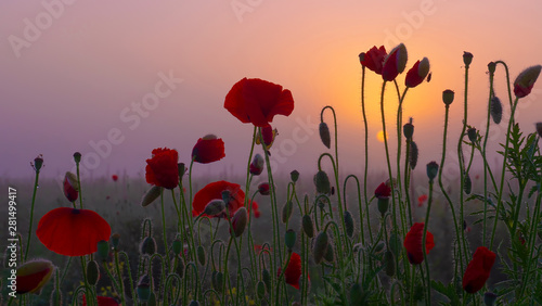 Red wild poppy flower in a field at sunrise
