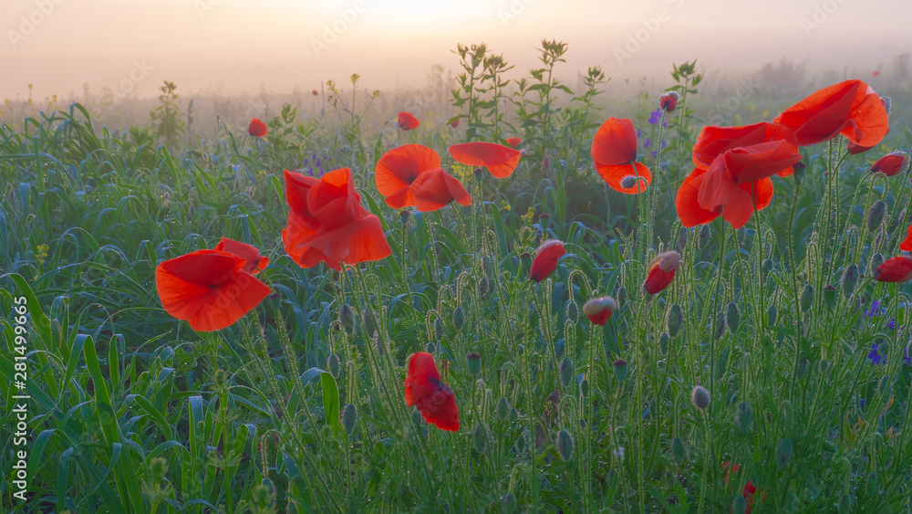 Obraz premium Red wild poppy flower in a field at sunrise