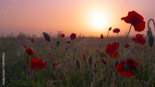 Red wild poppy flower in a field at sunrise © Karnav