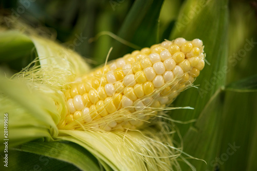 Slika na platnu Sweet Corn