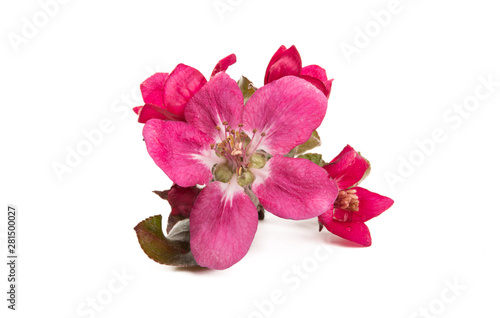 red apple flower isolated