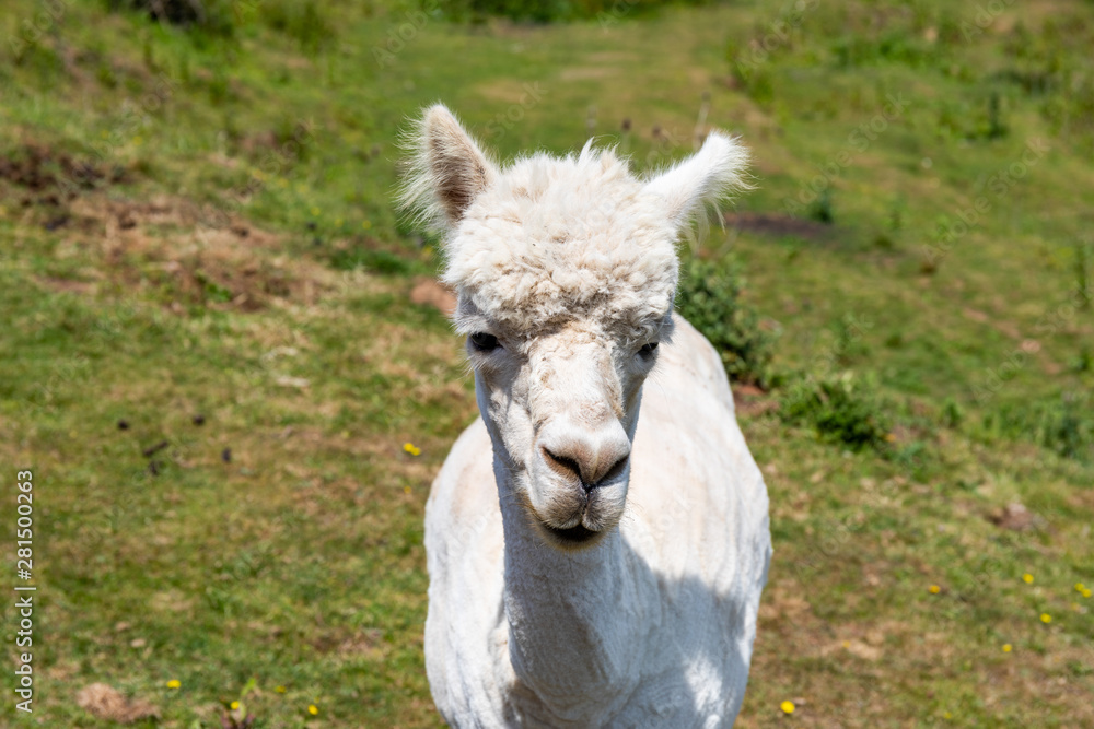 Fototapeta premium Lama