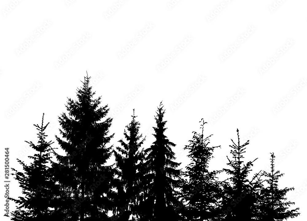 The silhouette of the trees. The forest is from a christmas tree. Vector
