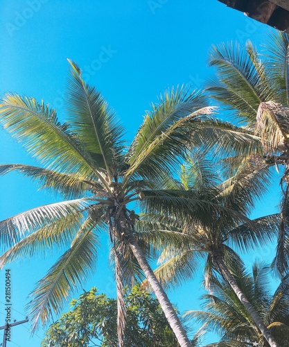 palm tree and blue sky