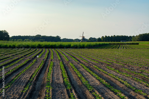 Farm fields with green plants of white asparagus after eind of season  young plants and wild mill