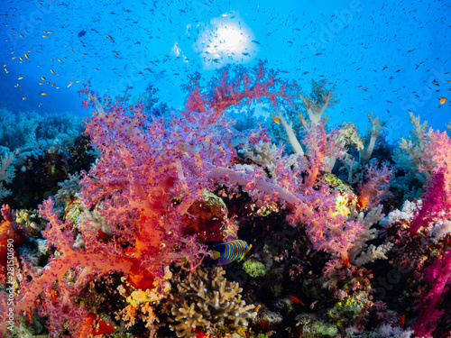 Korallen-Landschaften