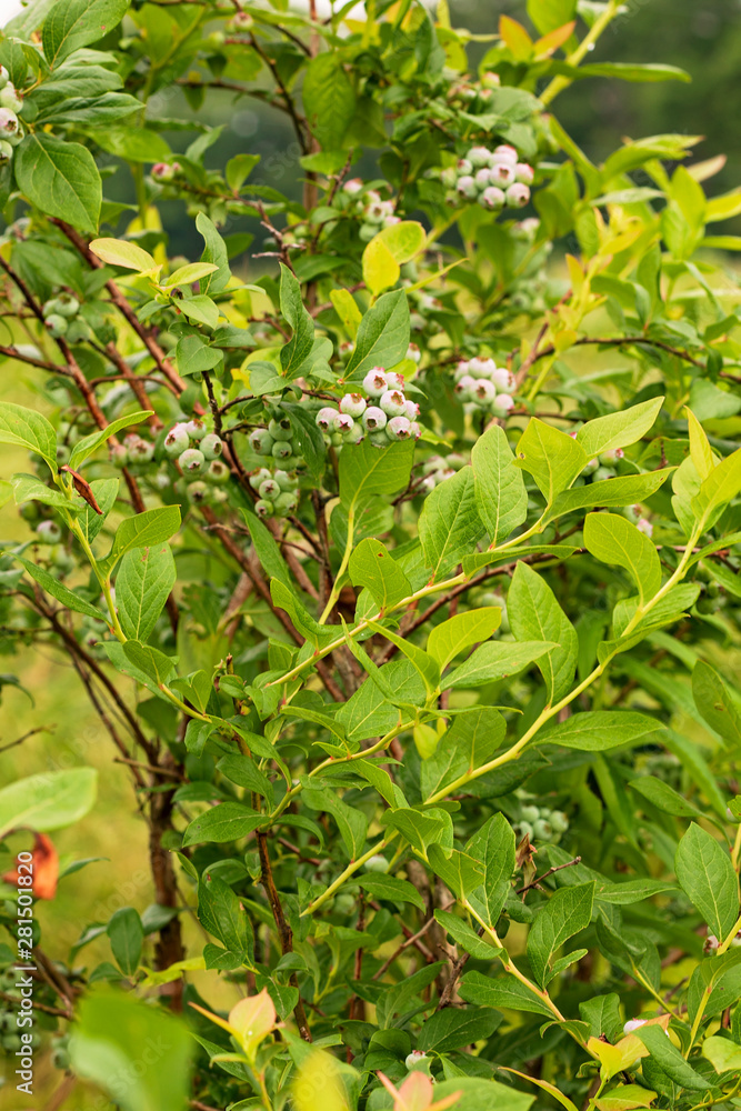 Blueberry Bushes Flowering Blueberry Bushes Flowering