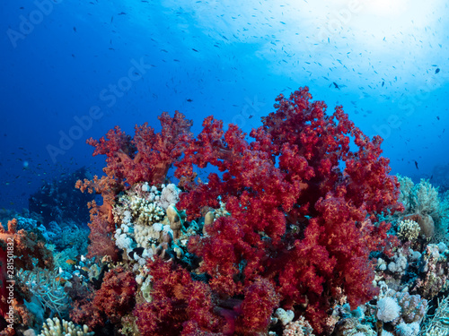 Korallen-Landschaften