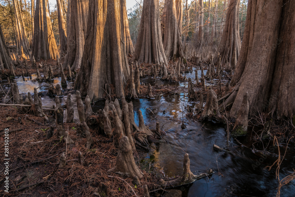 Cypress trees and slough at Indian Lake, Silver River Springs Forest