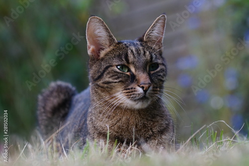 Tabby Cat Relaxing in the Grass