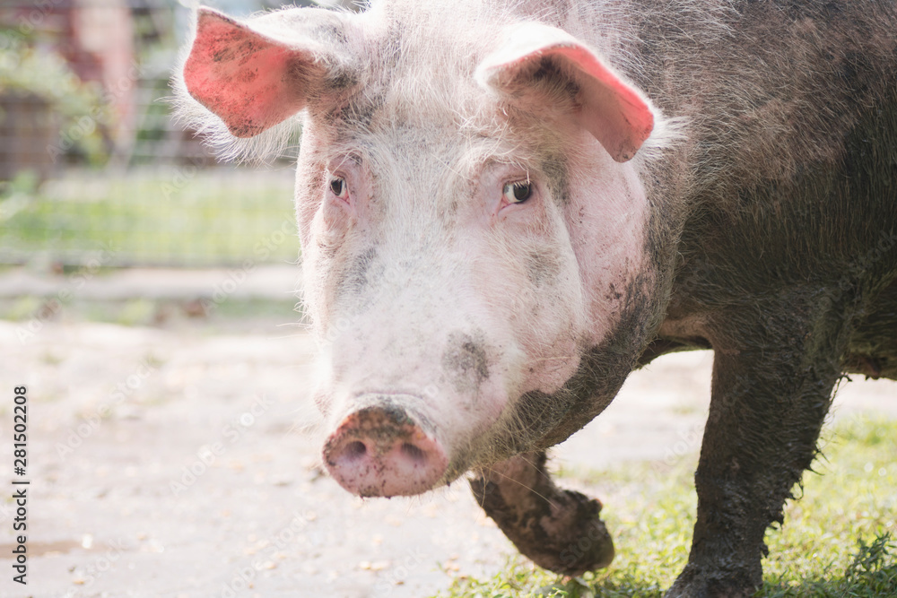 dirty big pig portrait