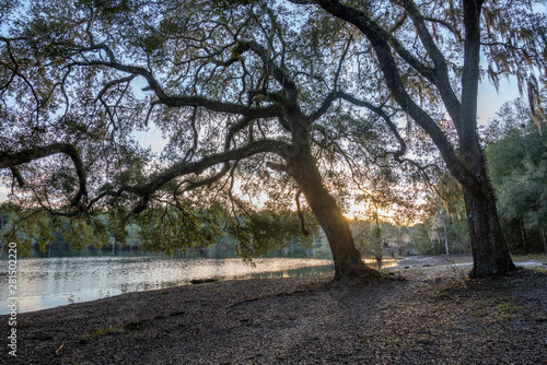 Live Oak trees spreading over shore, Indian Lake State Forest, Florida © Mark J. Barrett