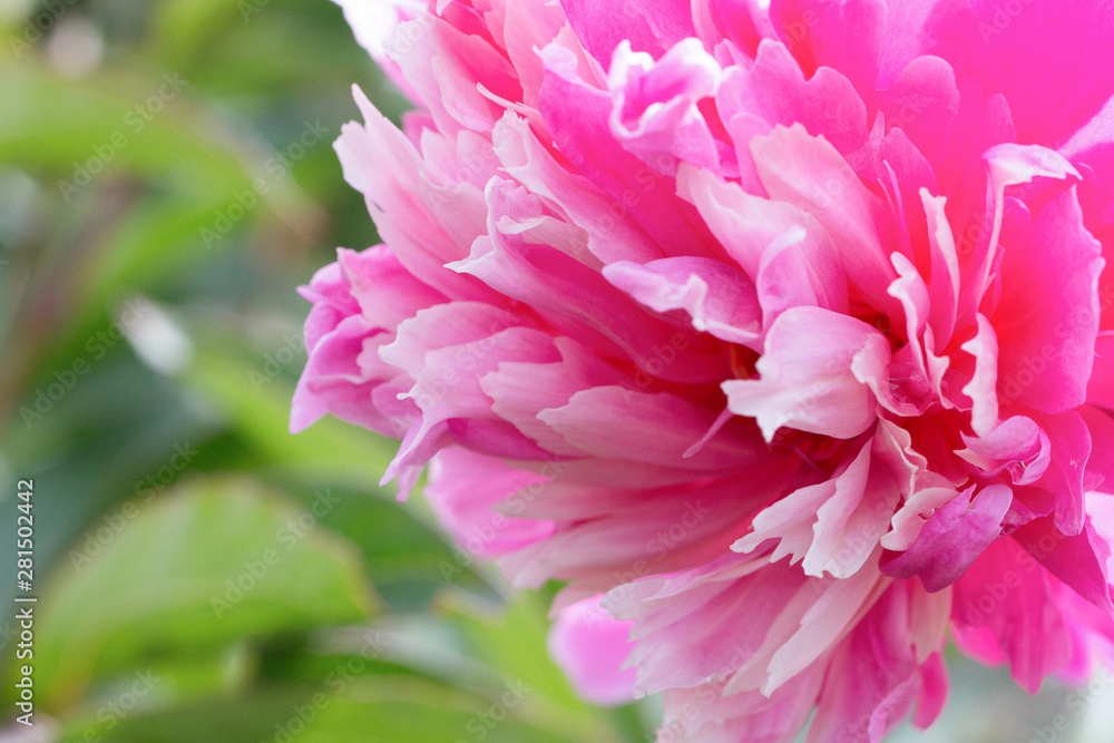 Pink peony flower on a background of emerald greenery in the garden