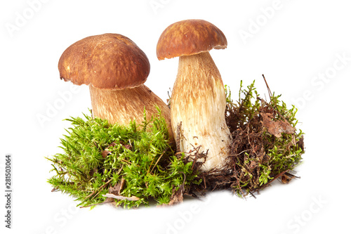 some mushrooms in the moss on a white background