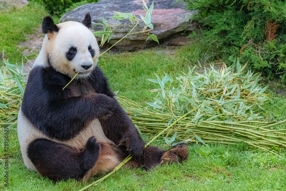 Giant panda, bear panda eating bamboo sitting in the grass 素材庫相片| Adobe  Stock