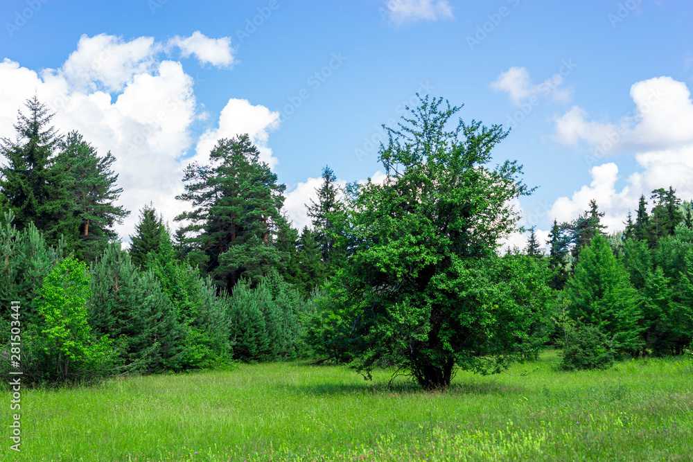 Black Sea turkey and green pine trees forest landscape with blue cloudy sky Black Sea turkey and green pine trees forest landscape with blue cloudy sky