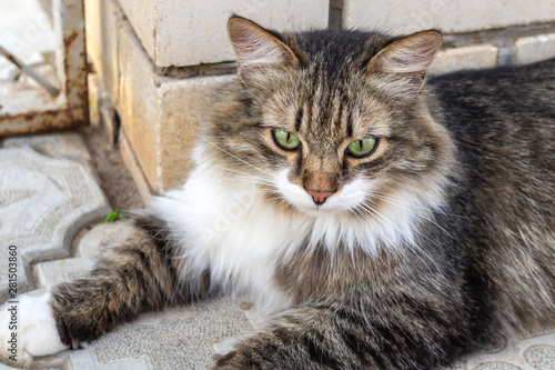 Fluffy tricolour male cat on street. From above motley gorgeous cat lying on street near wall looking away