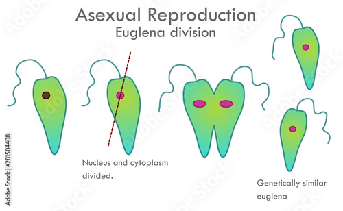 Euglena division stages. Asexual reproduction.  Nucleus and cytoplasm divided.  Genetically similar,  euglena anatomy. Biological drawing. Transparent vector illustration.