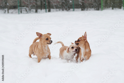 Funny little chihuahuas are playing in the snow