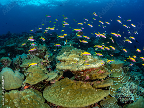 Christmas Island Underwater
