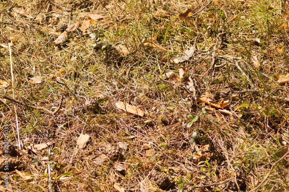 Grass background. nature floral texture. meadow background Grass background. nature floral texture. meadow background