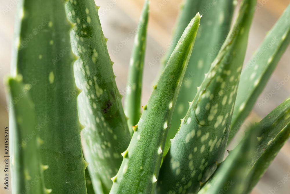 Raw Green Organic Aloe Vera Raw Green Organic Aloe Vera