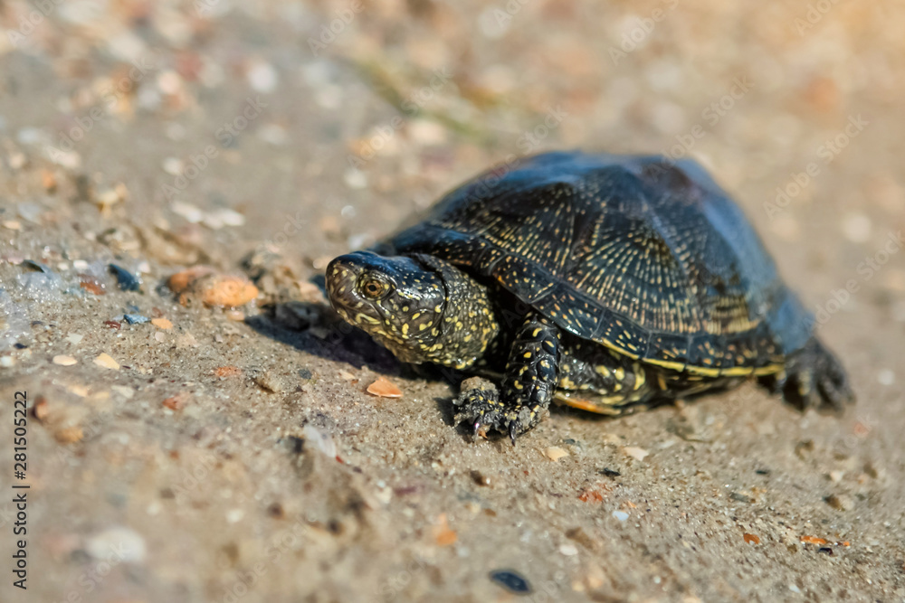 The European pond turtle also called the European pond terrapin and European pond tortoise, is a long-living freshwater speciesof turtle. The European pond turtle also called the European pond terrapin and European pond tortoise, is a long-living freshwater speciesof turtle.