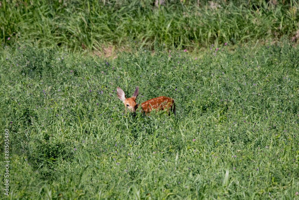Fawn in the Field Fawn in the Field