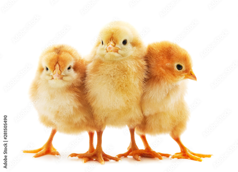 Three small chickens. Three small chickens.