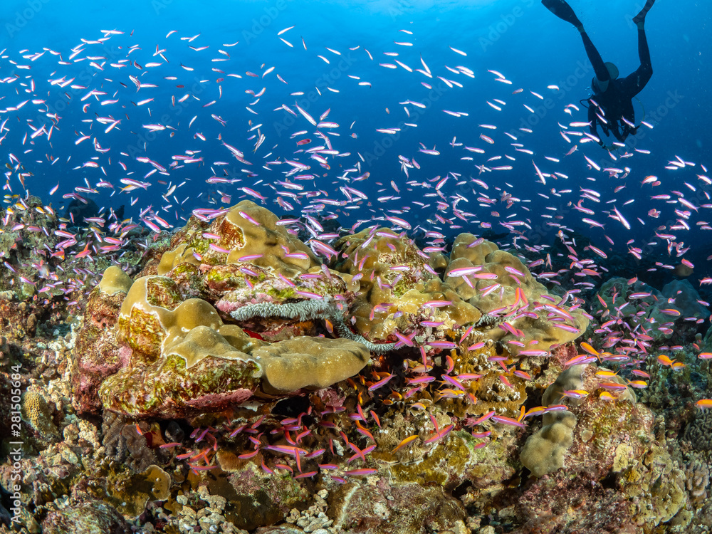 Fototapeta premium Christmas Island Underwater
