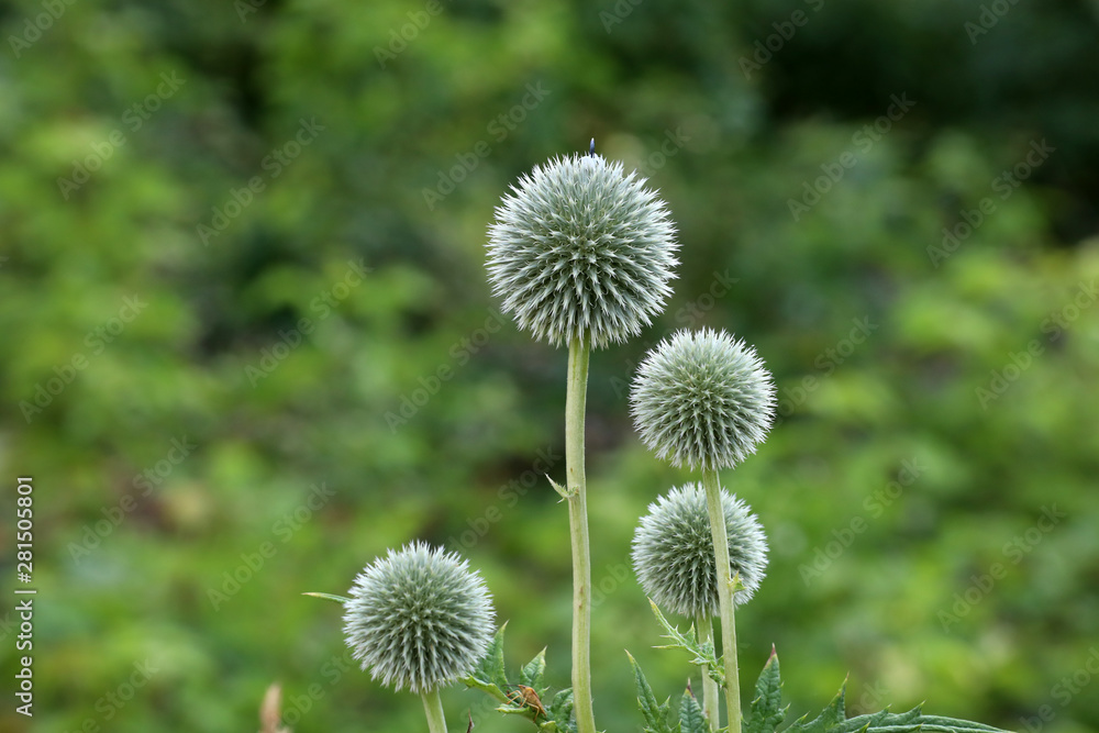 Echinops is a plant rarely found in home gardens and looks so nice Echinops is a plant rarely found in home gardens and looks so nice
