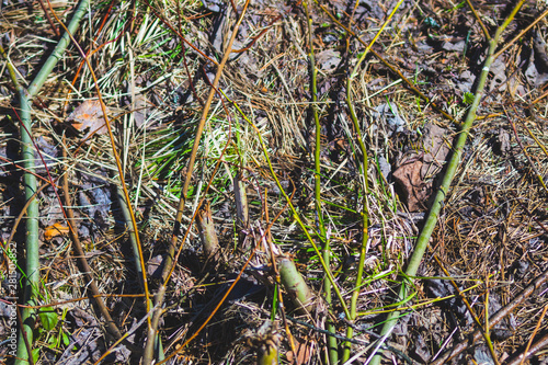 Ground in the forest. forest soil with grass and twigs