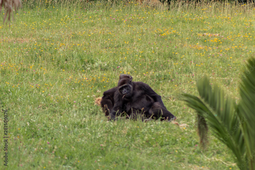 a family of gorillas resting in their enclosure a family of gorillas resting in their enclosure