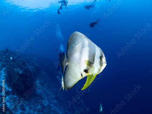 Unterwasserwelt von Christmas Island