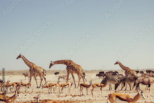 Giraffes walking © kingmauri