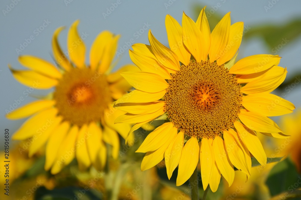 Sunflower blooms in the summer field. Sunflower is oilseeds. Photos inflorescences of sunflower close-up.