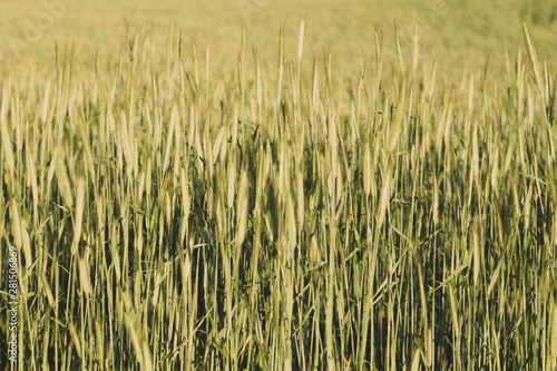 Abstract wheat field texture. meadow nature background
